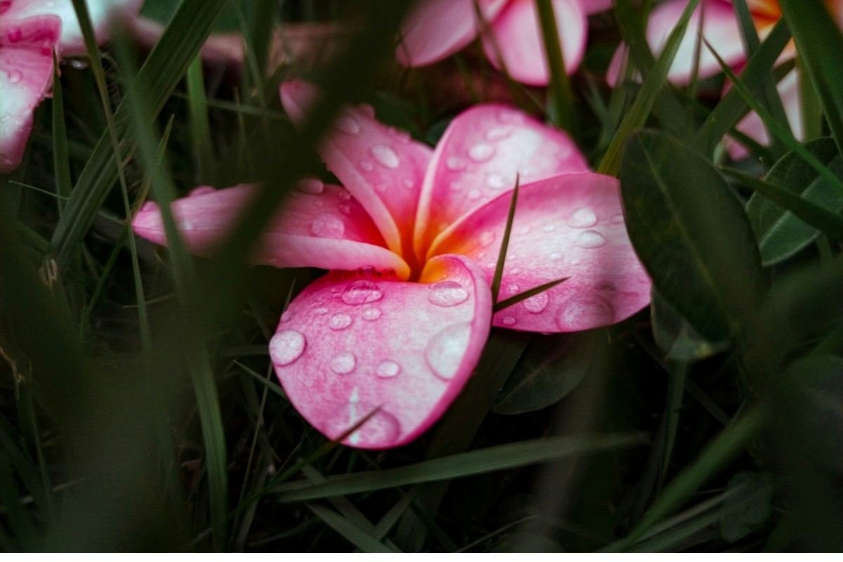 flower and plants