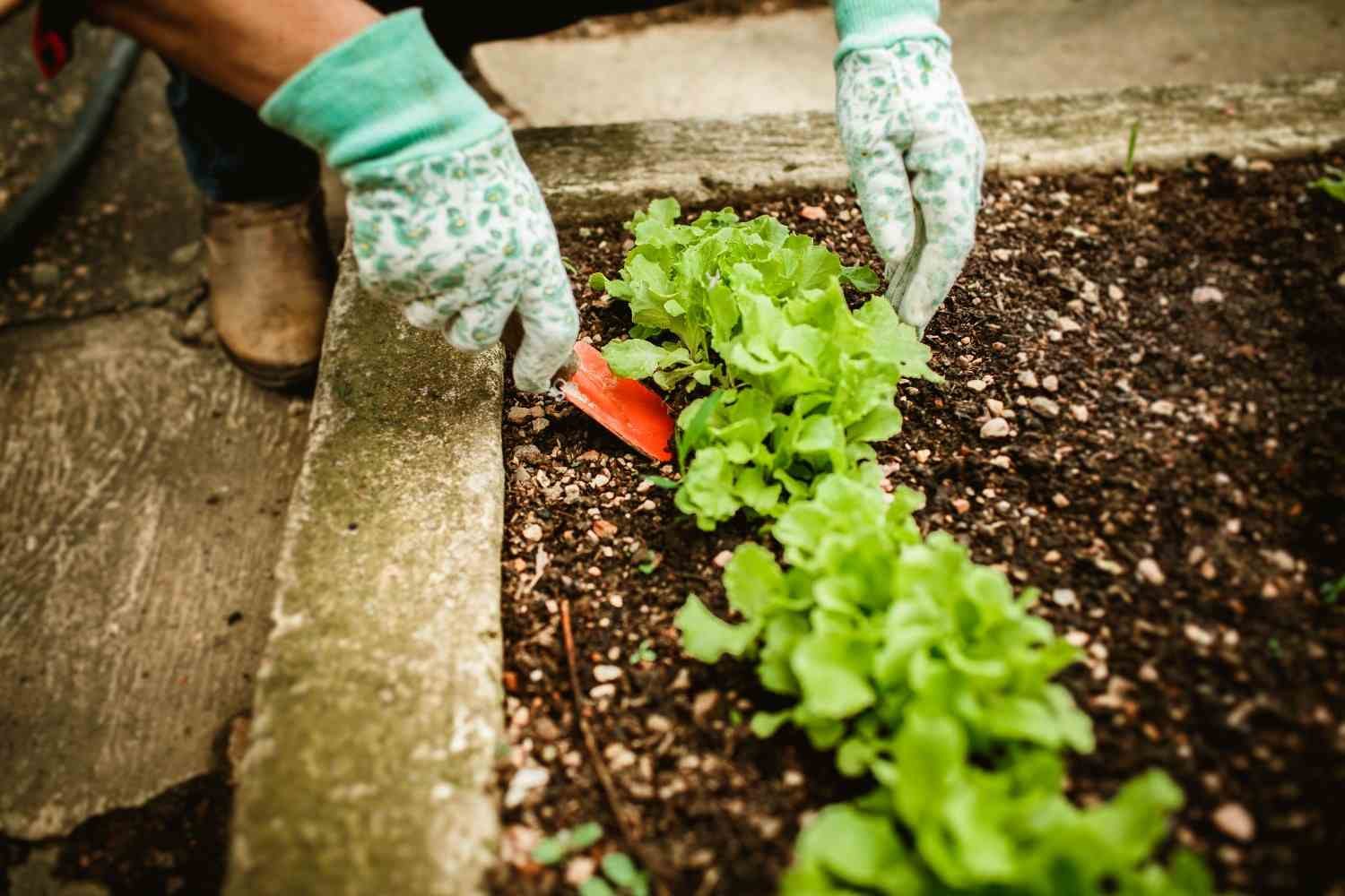 gardening tips