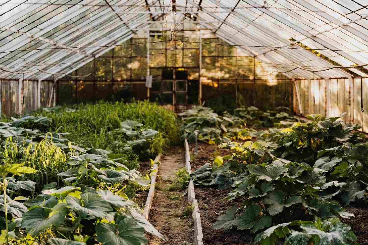 vegetable garden